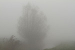 Wilgen in de mist